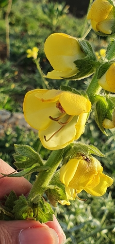 Image of Verbascum creticum by (c) Mehdi Chetibi, some rights reserved (CC BY)