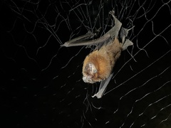 Mormoops blainvillei