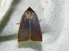 Epiglaea apiata