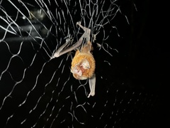 Mormoops blainvillei