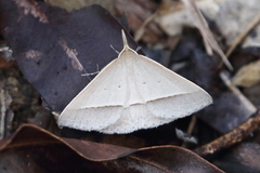 Epidesmia perfabricata