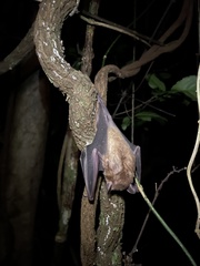 Erophylla bombifrons