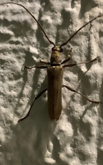 Aneflus glabropunctatus