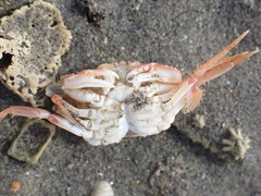 Nectocarcinus antarcticus