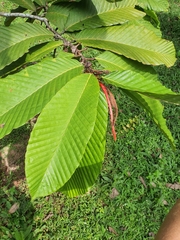 Dipterocarpus cornutus