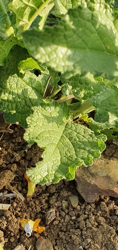 Image of Verbascum creticum by (c) Mehdi Chetibi, some rights reserved (CC BY)