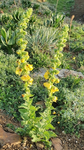 Image of Verbascum creticum by (c) Mehdi Chetibi, some rights reserved (CC BY)