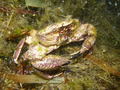 Nectocarcinus integrifrons