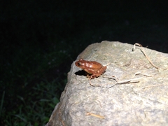 Dendropsophus bogerti