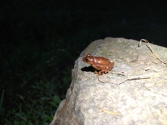 Dendropsophus bogerti