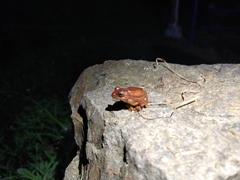Dendropsophus bogerti