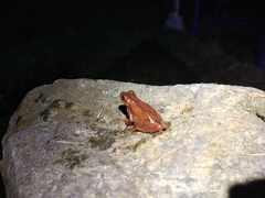 Dendropsophus bogerti