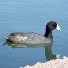 Fulica americana