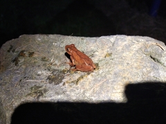 Dendropsophus bogerti