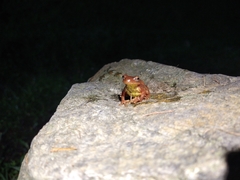 Dendropsophus bogerti