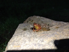 Dendropsophus bogerti