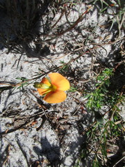 Gompholobium ecostatum