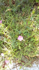 Oenothera rosea