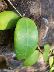 Hoya verticillata