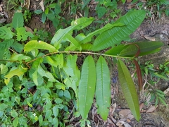 Cratoxylum formosum