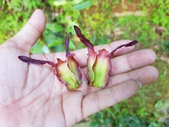 Dipterocarpaceae