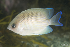 Mecaenichthys immaculatus