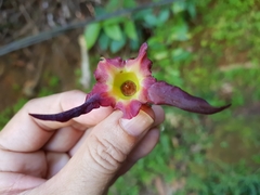 Dipterocarpaceae