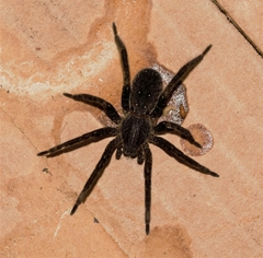 Ancylometes concolor