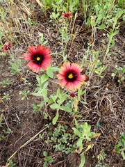 Gaillardia amblyodon