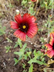 Gaillardia amblyodon
