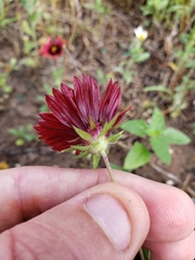 Gaillardia amblyodon