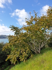 Juglans ailantifolia