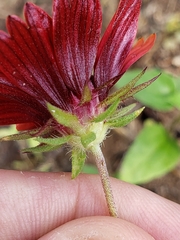 Gaillardia amblyodon