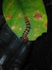 Pyrrhopyge