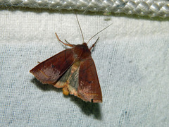 Epiglaea apiata