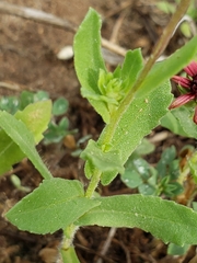 Gaillardia amblyodon