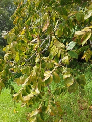 Juglans ailantifolia