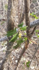 Dichrostachys