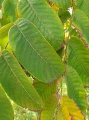 Juglans ailantifolia