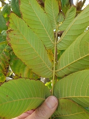 Juglans ailantifolia