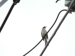 Pycnonotus sinensis formosae