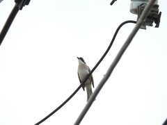 Pycnonotus sinensis formosae