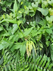 Gloriosa superba