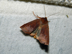 Epiglaea apiata