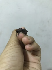 Lepidoptera