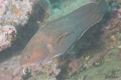 Lotella rhacina