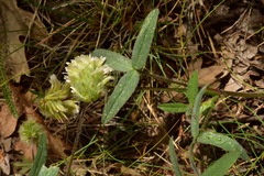 Trifolium eriocephalum