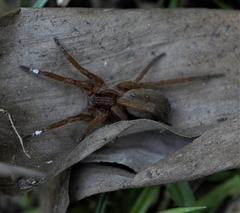 Ancylometes concolor