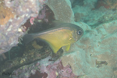 Pempheris affinis