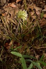 Trifolium eriocephalum
